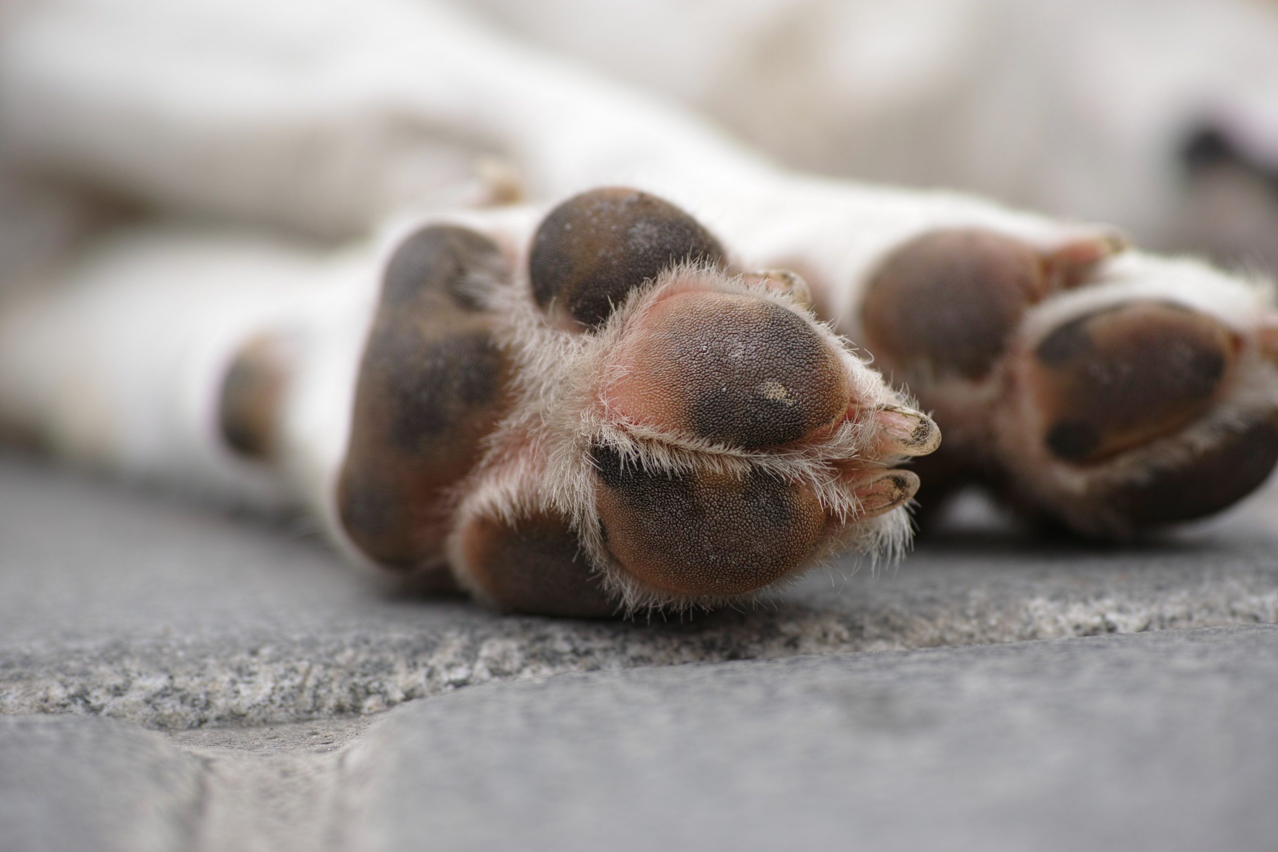 best nail grinder for dog