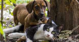 Dramamine dosage for cats and dogs
