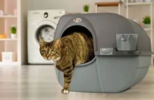 microchip cat feeder petsmartg