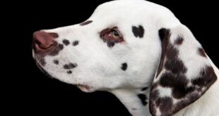Black spots on dog's skin