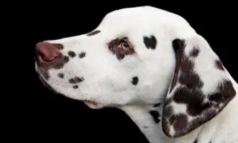 Black Spots on Dog's Skin, Belly, Privates & Hair Loss • Petnile