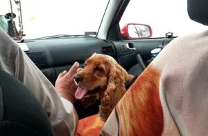 dog car travel sickness