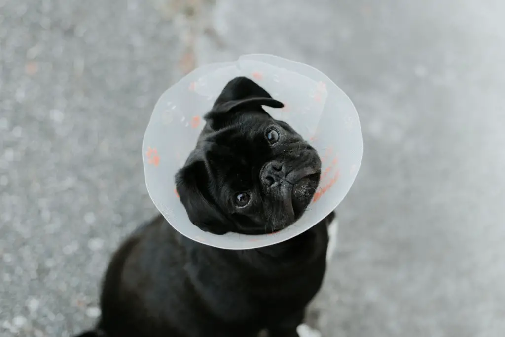 Spay Cost At Banfield at Ramona Mallery blog