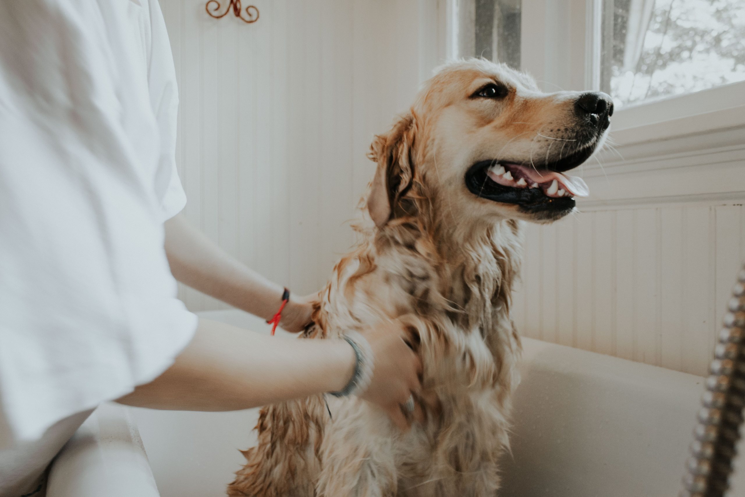 dog has a lump on neck