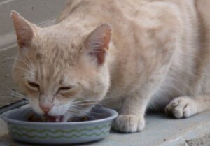 Cat eating Yogurt