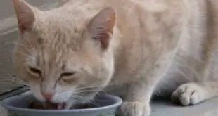 Cat eating Yogurt
