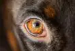 dog eye stye