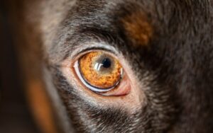dog eye stye