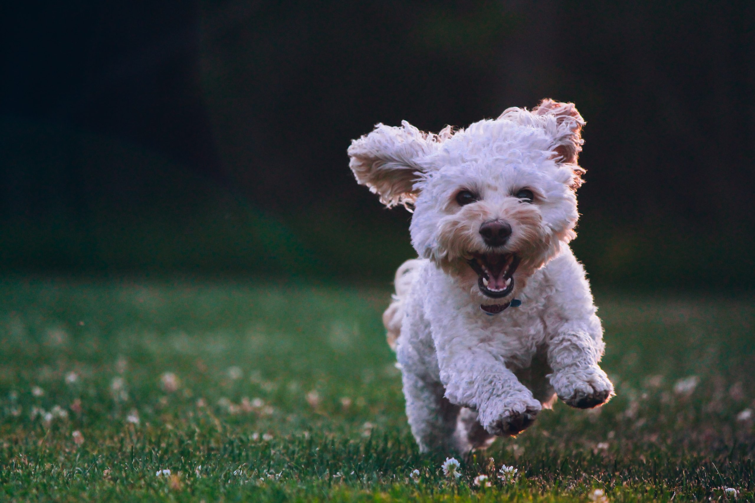 dog limping no pain