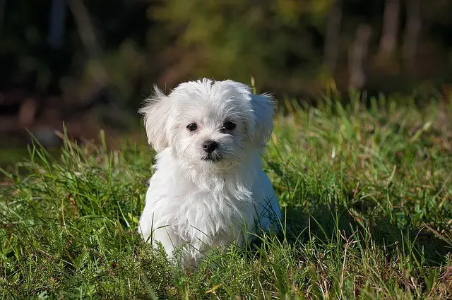 Maltese dog size