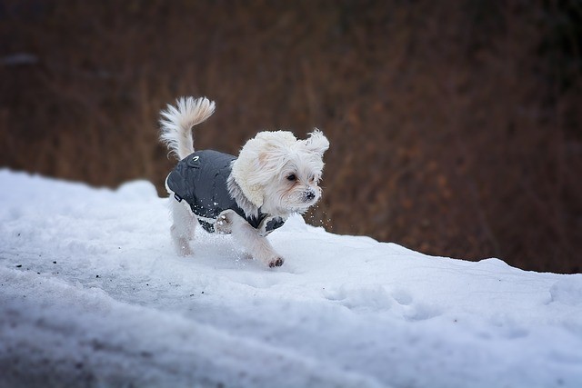 The average size of a Maltese dog