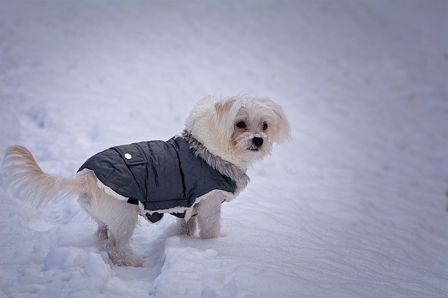 Maltese dog puppy size