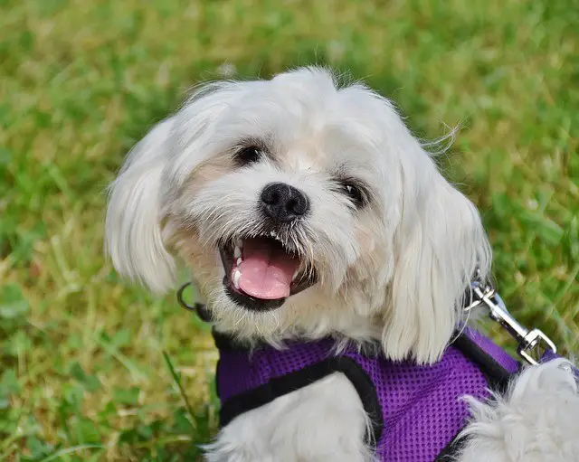 feeding habits of maltese dogs