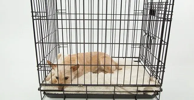 How Big is a Large Dog Crate?