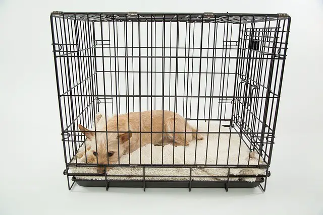 How Big is a Large Dog Crate?