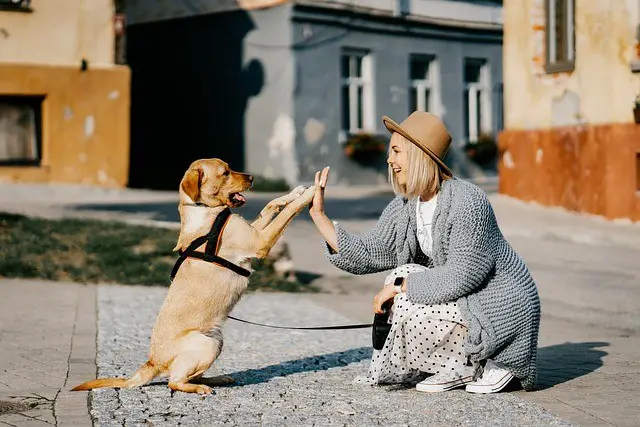 training a dog to use a crate