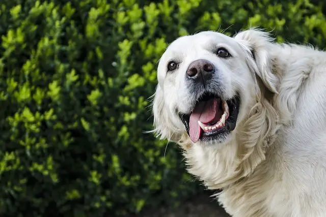 how many teeth does a dog have