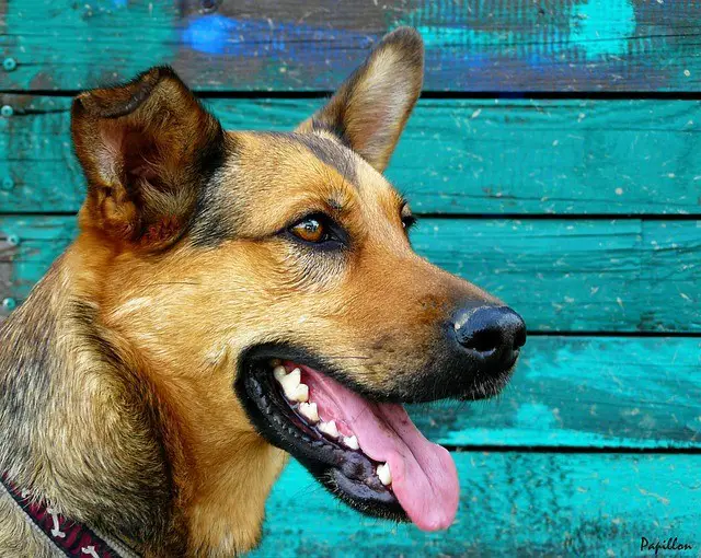 cleaning dog teeth