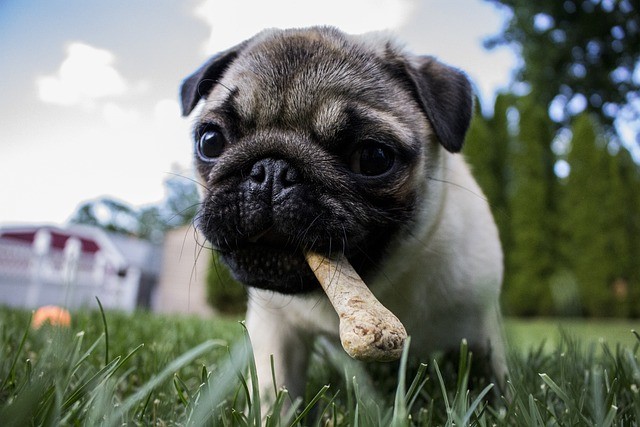 What to Do If Your Dog Eats Rib Bones