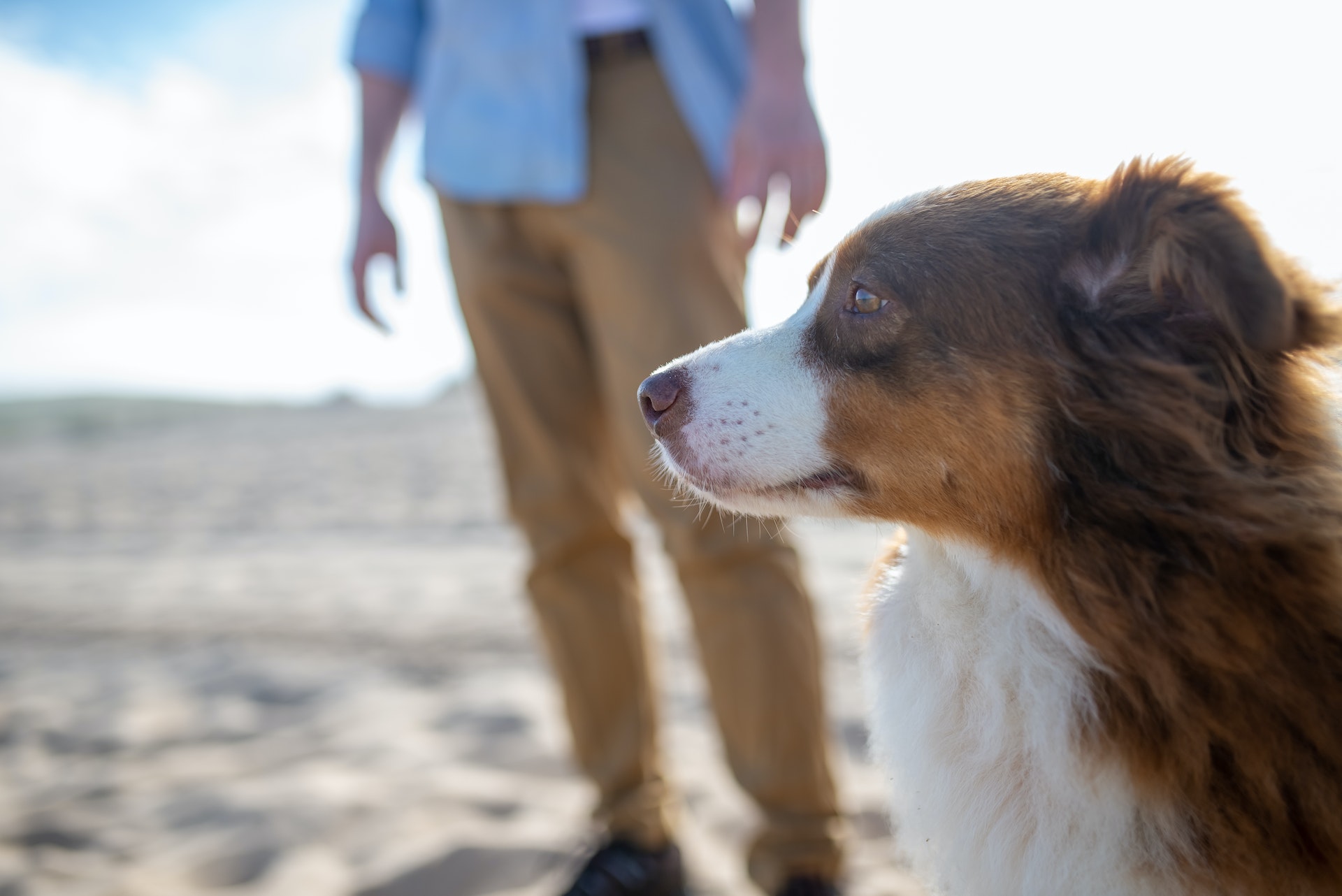 bordetella in dogs