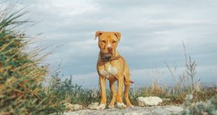 what is the best dog food for pitbulls