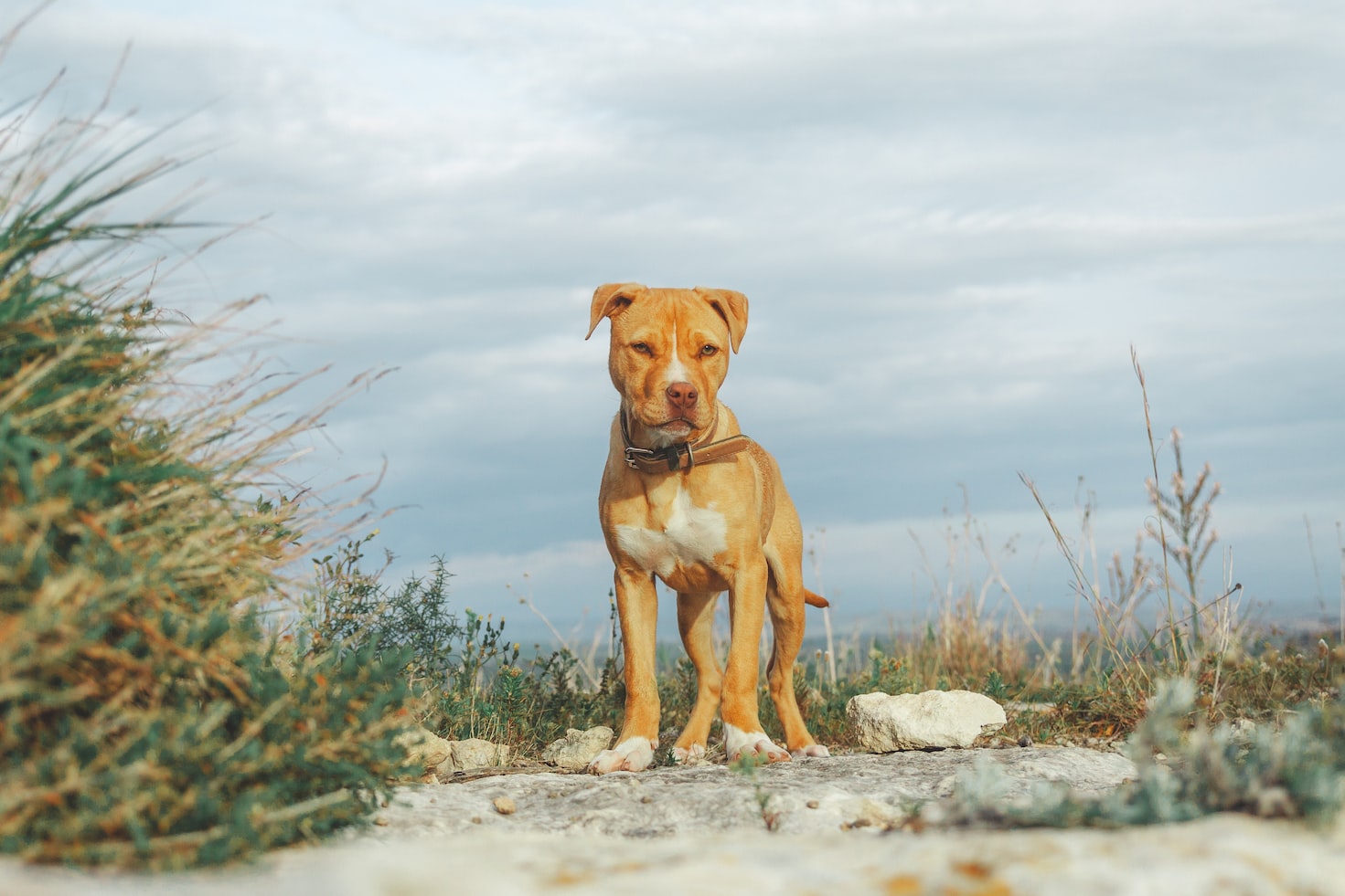 What Is The Best Dog Food For Pitbulls? Our Top Picks Revealed! • Petnile