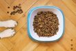 what is the best dog food for puppies