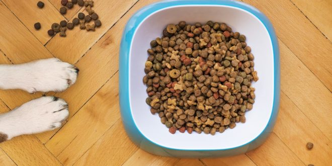 what is the best dog food for puppies