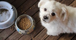 what is the best dog food for small dogs