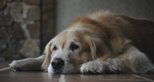 what is the healthiest dog food for senior dogs